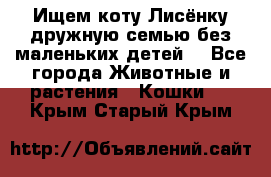 Ищем коту Лисёнку дружную семью без маленьких детей  - Все города Животные и растения » Кошки   . Крым,Старый Крым